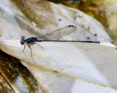 Argia pulla