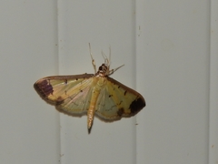 Eulepte