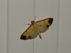 Eulepte
