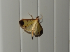 Eulepte
