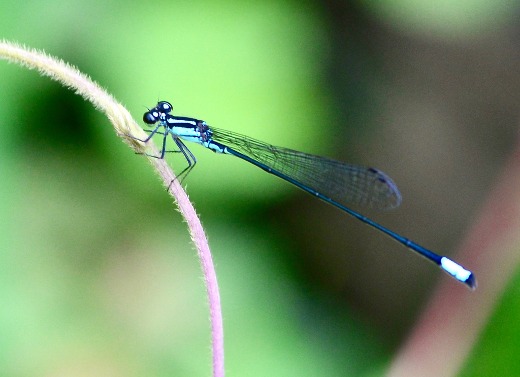 Costa Rican Wedgetail