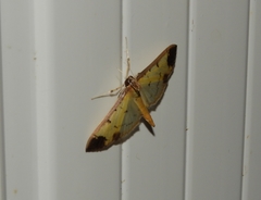 Eulepte