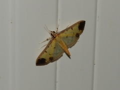Eulepte