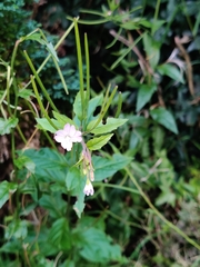 Epilobium