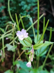 Epilobium