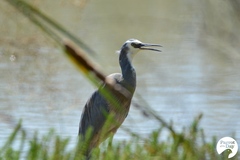 Egretta novaehollandiae