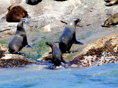 Arctocephalus pusillus pusillus