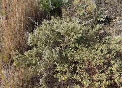 Gnidia nodiflora