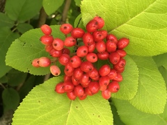 Viburnum lantana