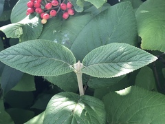 Viburnum lantana