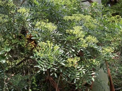 Zanthoxylum avicennae