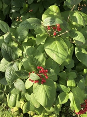Viburnum lantana