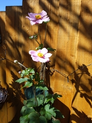 Eriocapitella × hybrida