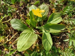 Argentina anserina