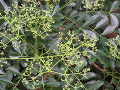 Zanthoxylum avicennae