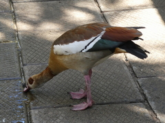 Alopochen aegyptiaca