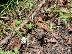 Stellaria vestita