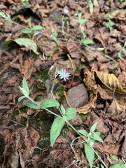 Stellaria vestita