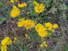 Pentanema britannica
