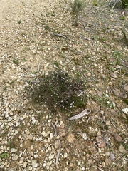 Philotheca angustifolia