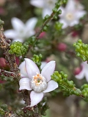 Philotheca angustifolia