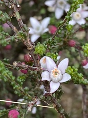 Philotheca angustifolia