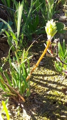 Trachyandra chlamydophylla