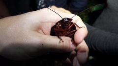 Megaloblatta blaberoides