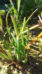 Trachyandra chlamydophylla
