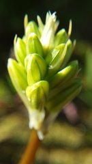 Trachyandra chlamydophylla