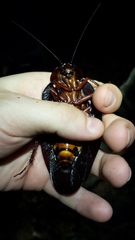 Megaloblatta blaberoides