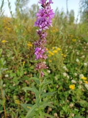 Lythrum salicaria