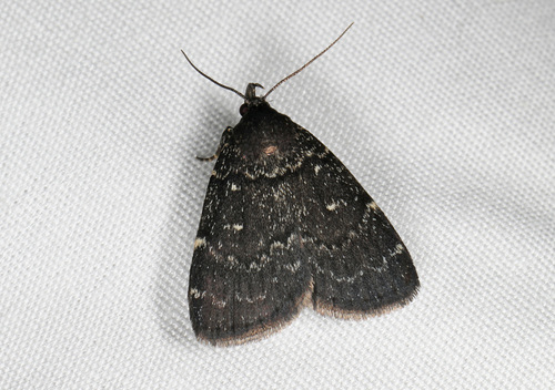 Julia's Idia Moth photo 2