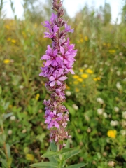 Lythrum salicaria