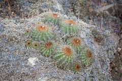 Parodia larapuntensis