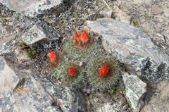 Parodia larapuntensis