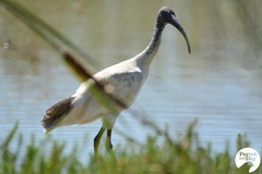 Threskiornis molucca