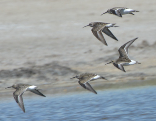 Correlimos zarapitín (Calidris ferruginea)