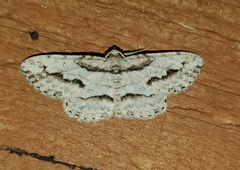 Iridopsis pergracilis