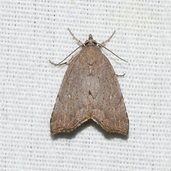 Cutina albopunctella