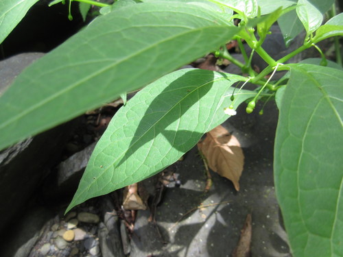 Tubocapsicum anomalum iNat (2)