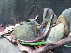 Sphenomorphus indicus