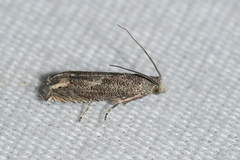 Epiblema minutana