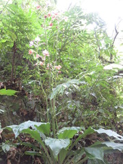 Calanthe masuca