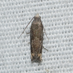 Epiblema minutana