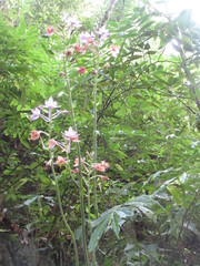 Calanthe masuca