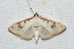 Palpita illibalis