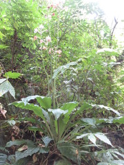 Calanthe masuca