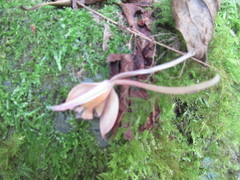 Calanthe masuca