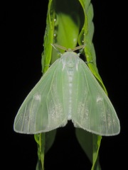 Arctornis marginalis